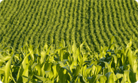 Grains
