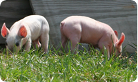 Pigs