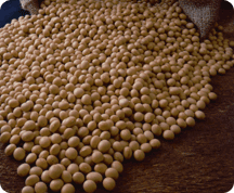 Grains