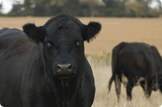 Beef Margin Management