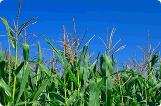 Crop Margin Management