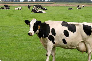 Dairy Margin Management