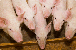 Hog Margin Management