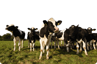 Cows