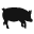 pig
