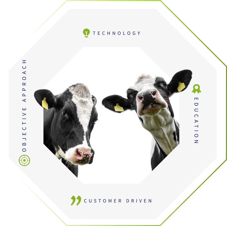 Cattle and Beef Hero Image