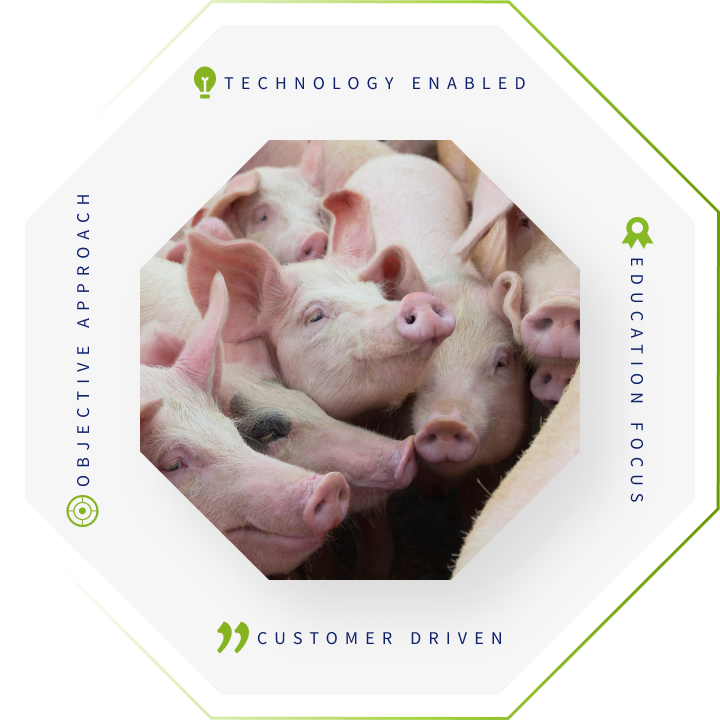 Swine Hero Image